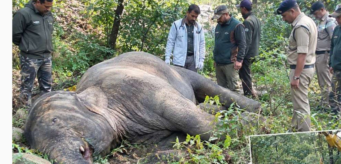 हरिद्वार में राजाजी टाइगर रिजर्व में ह​थिनी की मौत, पहाड़ी के नीचे मिला शव, बदबू आने पर पहुंची विभागीय टीम